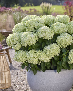 Picture of Hydrangea